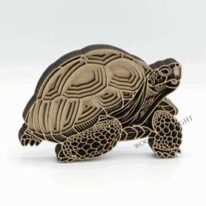 Small Tortoise
